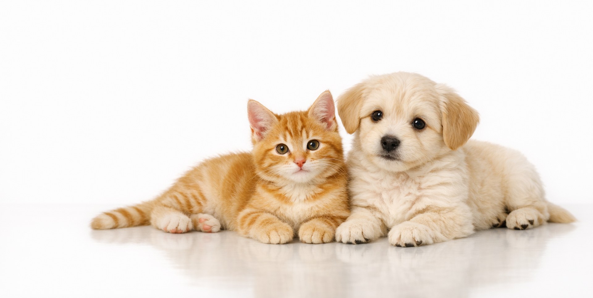 Pedigree puppy and kitten sitting together