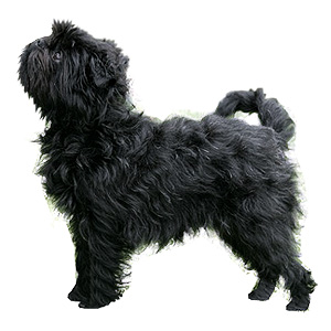 Affenpinscher