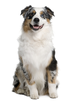 Australian Shepherd