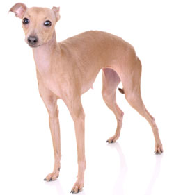 Italian Greyhound