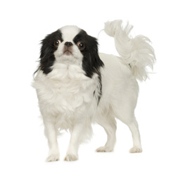 Japanese Chin