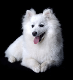 Japanese Spitz