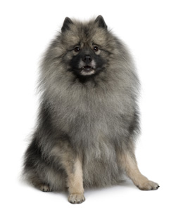 Keeshond