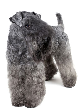 Kerry Blue Terrier