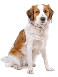 Kooikerhondje