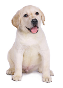 Labrador Retriever