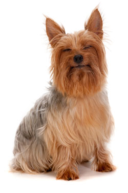 Australian Silky Terrier