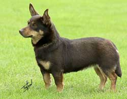 Lancashire Heeler