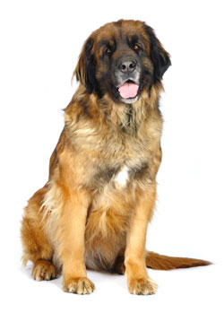 Leonberger