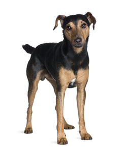 Manchester Terrier