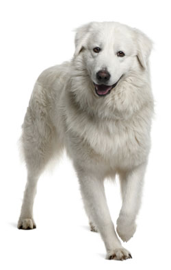 Maremma Sheepdog