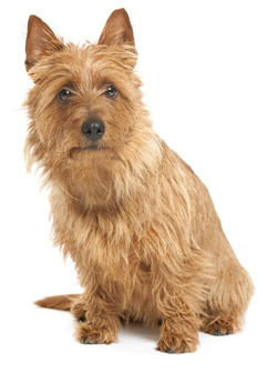 Australian Terrier