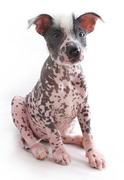 Mexican Hairless dog