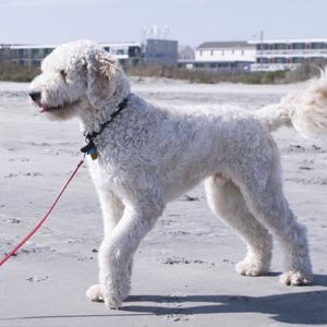 Goldendoodle