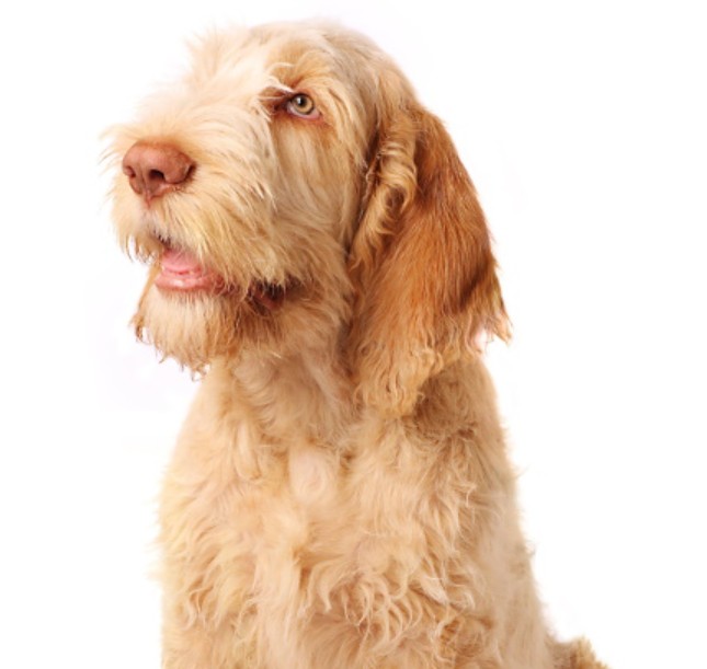 Italian Spinone