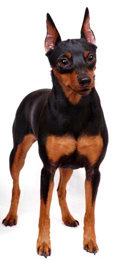 Miniature Pinscher