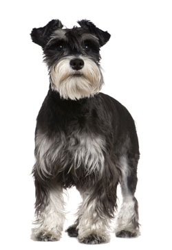 Miniature Schnauzer