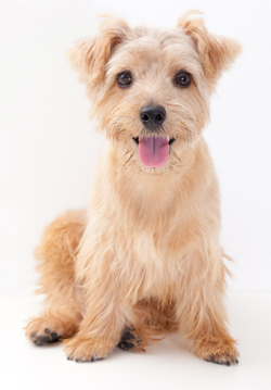 Norfolk Terrier