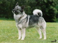 Norwegian Elkhound