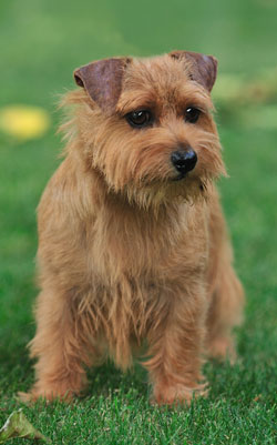 Norwich Terrier