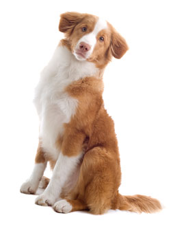 Nova Scotia Duck-Tolling Retriever