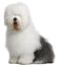 Old English Sheepdog