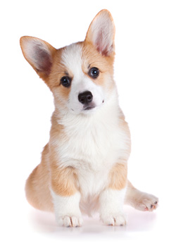 Pembroke Welsh Corgi