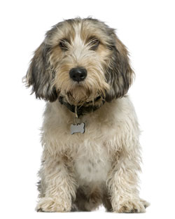 Petit Basset Griffon Vendeen