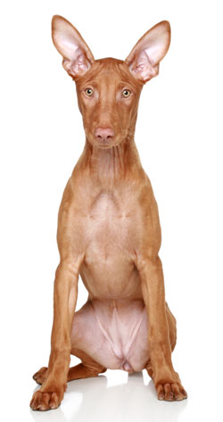 Pharaoh Hound