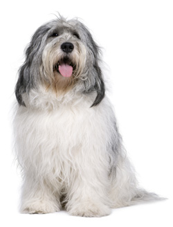 Polish Lowland Sheepdog