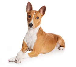 Basenji