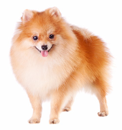 Pomeranian