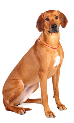 Rhodesian Ridgeback