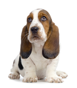 Basset Hound