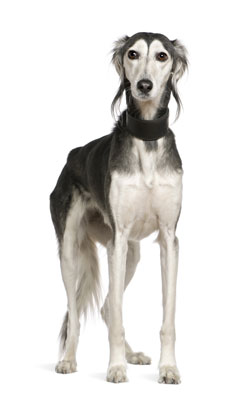 Saluki