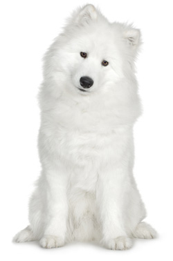 Samoyed