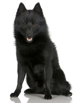 Schipperke