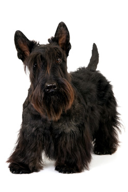 Scottish Terrier