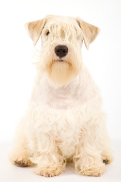 Sealyham Terrier