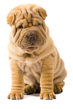 Shar Pei