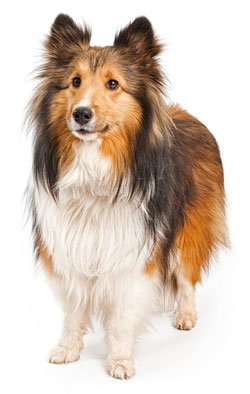 Shetland Sheepdog