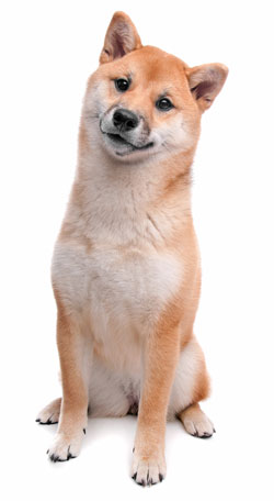 Shiba Inu