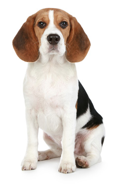 Beagle