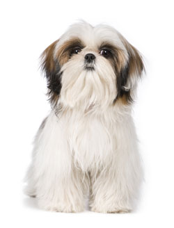 Shih Tzu