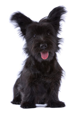 Skye Terrier