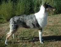 Smooth Collie