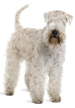 Soft-Coated Wheaten Terrier