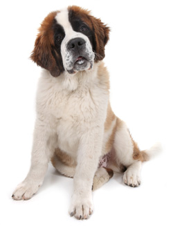 Saint Bernard