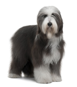 Bearded Collie