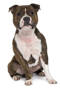 Staffordshire Bull Terrier